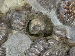 Biocoenosis & Speetoniceras Ammonite Association #38827-2